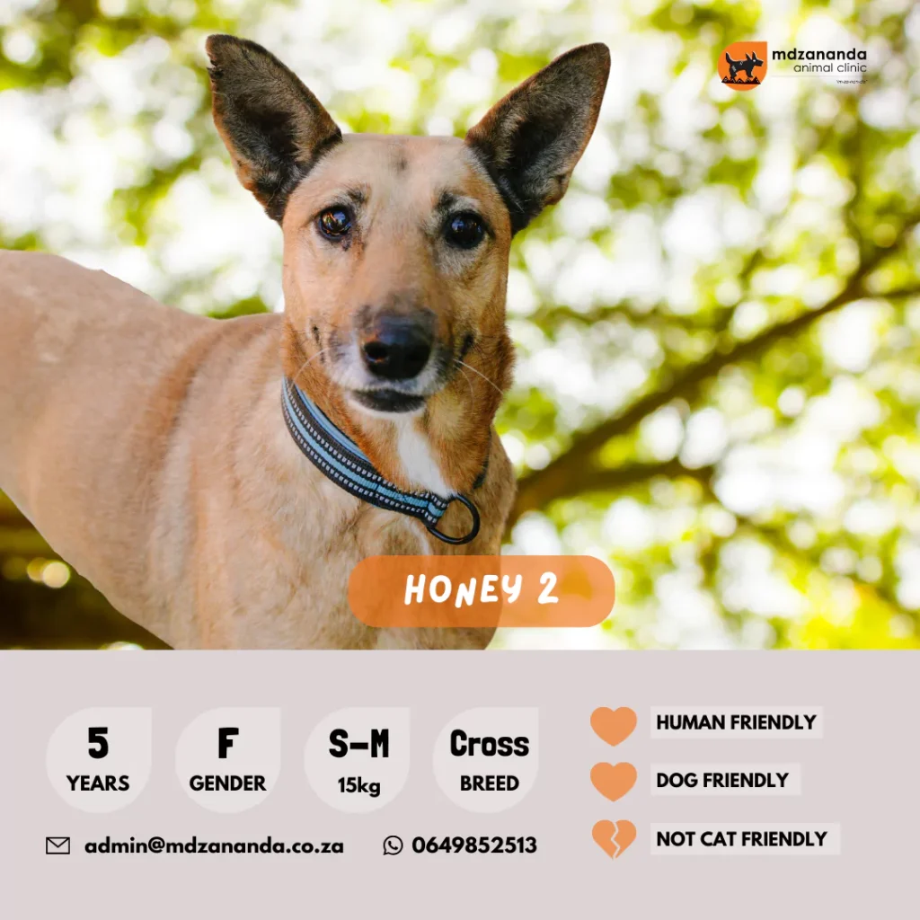 honey-2-6627b2a7ef1d5