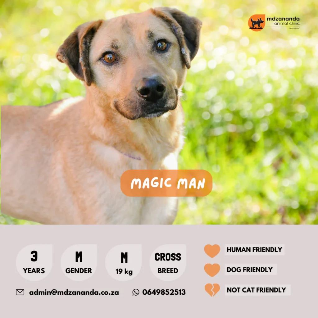 magic-man-6627b2cfda762