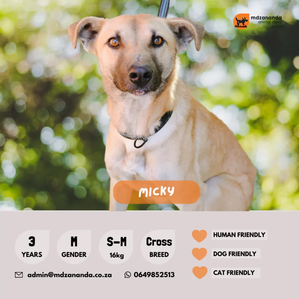 micky-6627b2d38a13a