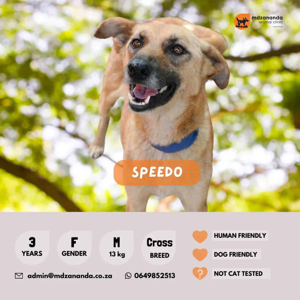 speedo-6627b2f8cd898