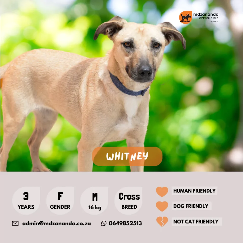 whitney-6627b300ab308