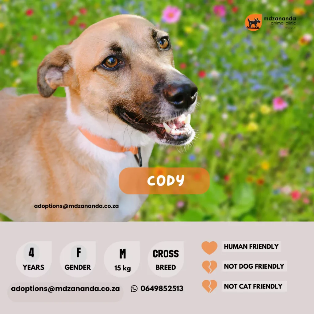 cody-667c20c1e462f